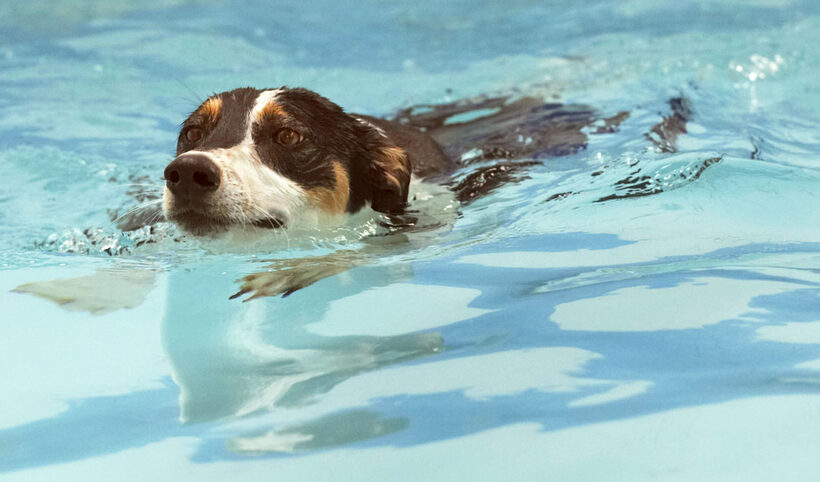Animal, Animals, Canine, Canines, Dog, Dogs, Land Mammal, Land Mammals, Lurcher, Murphy, Play, Playing, Playtime, pool, Swim, Swimming, Terrestrial Mammal, Terrestrial Mammals