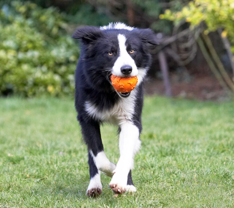 Animal, Animals, ball, Canine, Canines, Collie, Collies, Dog, Dogs, Land Mammal, Land Mammals, Play, Playing, Playtime, Rex, Terrestrial Mammal, Terrestrial Mammals