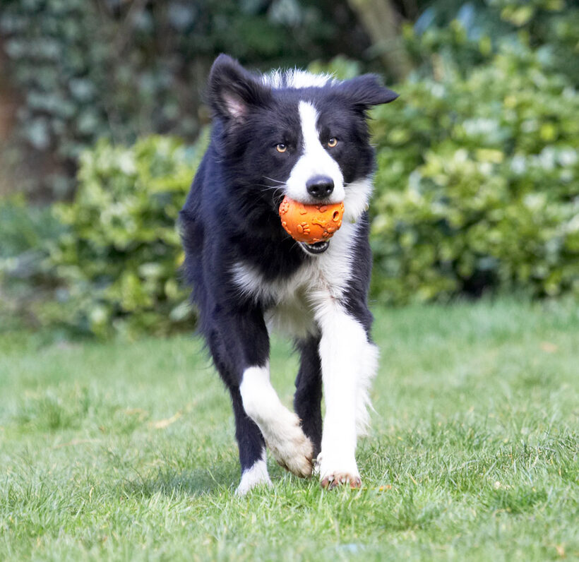Animal, Animals, ball, Canine, Canines, Collie, Collies, Dog, Dogs, Land Mammal, Land Mammals, Play, Playing, Playtime, Rex, Terrestrial Mammal, Terrestrial Mammals
