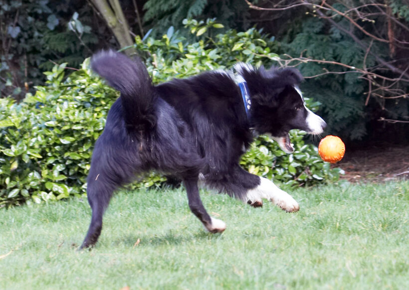Animal, Animals, ball, Canine, Canines, Collie, Collies, Dog, Dogs, Land Mammal, Land Mammals, Play, Playing, Playtime, Rex, Terrestrial Mammal, Terrestrial Mammals