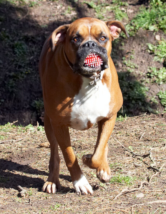 Animal, Animals, Ball, Boxer, Boxers, Canine, Canines, Dog, Dogs, Land Mammal, Land Mammals, Nog, Play, Playing, Playtime, Run, running, Terrestrial Mammal, Terrestrial Mammals