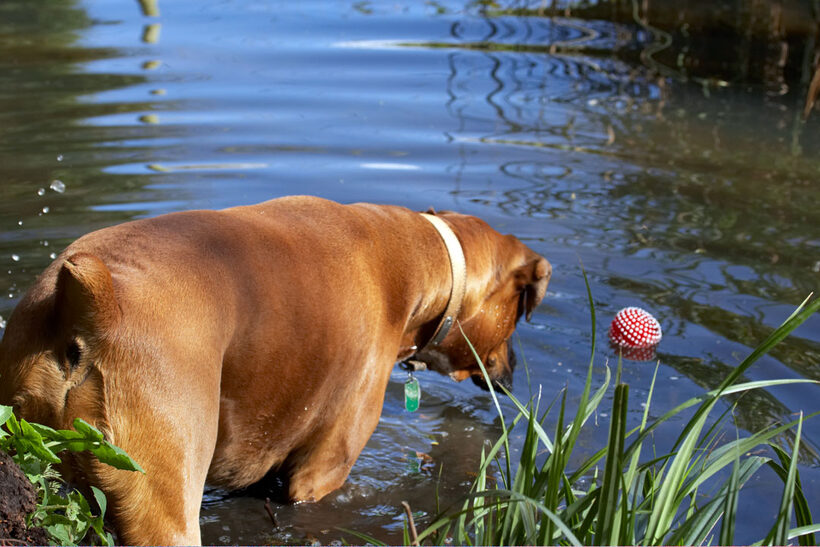 Animal, Animals, Ball, Boxer, Boxers, Canine, Canines, Dog, Dogs, Land Mammal, Land Mammals, Nog, Play, Playing, Playtime, Terrestrial Mammal, Terrestrial Mammals, water