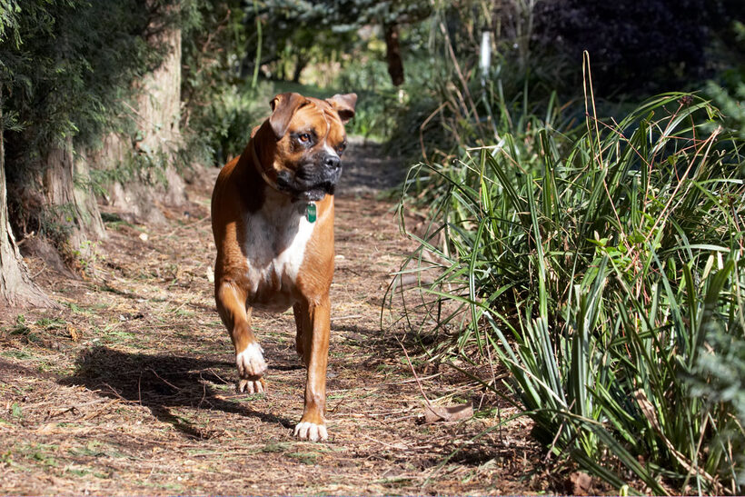 Animal, Animals, Boxer, Boxers, Canine, Canines, Dog, Dogs, Land Mammal, Land Mammals, Nog, Play, Playing, playtime, Terrestrial Mammal, Terrestrial Mammals