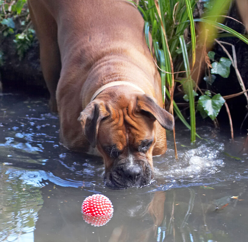 Animal, Animals, Ball, Boxer, Boxers, Canine, Canines, Dog, Dogs, Land Mammal, Land Mammals, Nog, Play, Playing, Playtime, Terrestrial Mammal, Terrestrial Mammals, Water