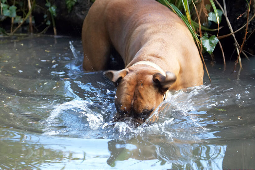 Animal, Animals, Ball, Boxer, Boxers, Canine, Canines, Dog, Dogs, Land Mammal, Land Mammals, Nog, Play, Playing, Playtime, Terrestrial Mammal, Terrestrial Mammals, water