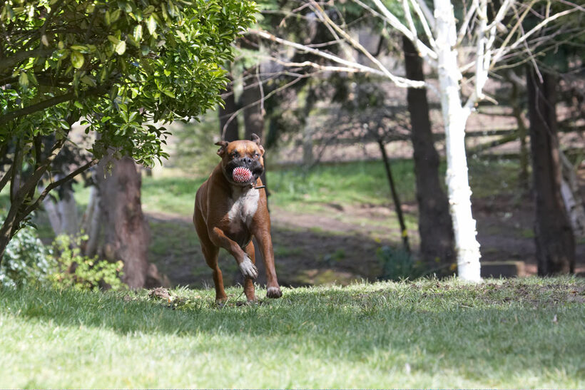 Animal, Animals, ball, Boxer, Boxers, Canine, Canines, Dog, Dogs, Land Mammal, Land Mammals, Nog, Play, Playing, Playtime, Terrestrial Mammal, Terrestrial Mammals