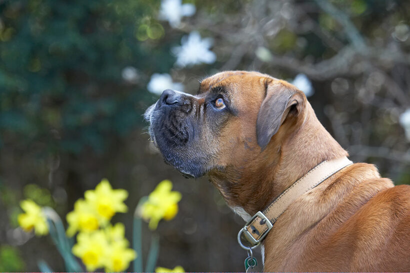 Canine, Land Mammals, Land Mammal, Flowers, Flower, Flora, Dogs, Dog, Daffodils, Canines, Animal, Animals, Boxer, Boxers, Nog, Play, Playing, Playtime, Terrestrial Mammal, Terrestrial Mammals