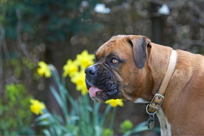 Canine, Flower, flowers, Land Mammal, Land Mammals, Nog, Peanut, Play, Playing, Playtime, Terrestrial Mammal, Terrestrial Mammals, Animal, Animals, Boxer, Boxers, Butter, Tongue, Canines, Daffodils, Dog, Dogs, Flora