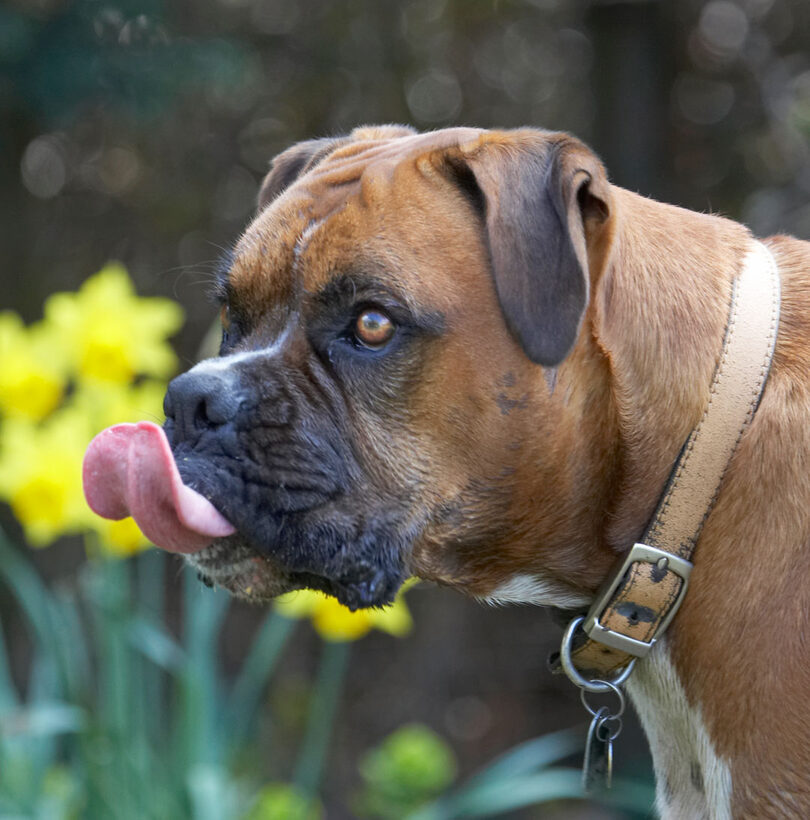 Butter, Flower, flowers, Land Mammal, Land Mammals, Nog, Peanut, Play, Playing, Playtime, Terrestrial Mammal, Terrestrial Mammals, Animal, Animals, Boxer, Boxers, Tongue, Canine, Canines, Daffodils, Dog, Dogs