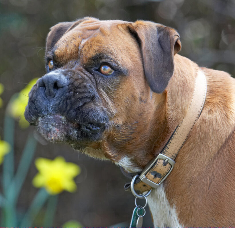 Animal, Animals, Boxer, Boxers, butter, Canine, Canines, Dog, Dogs, Land Mammal, Land Mammals, Nog, Peanut, Play, Playing, Playtime, Terrestrial Mammal, Terrestrial Mammals