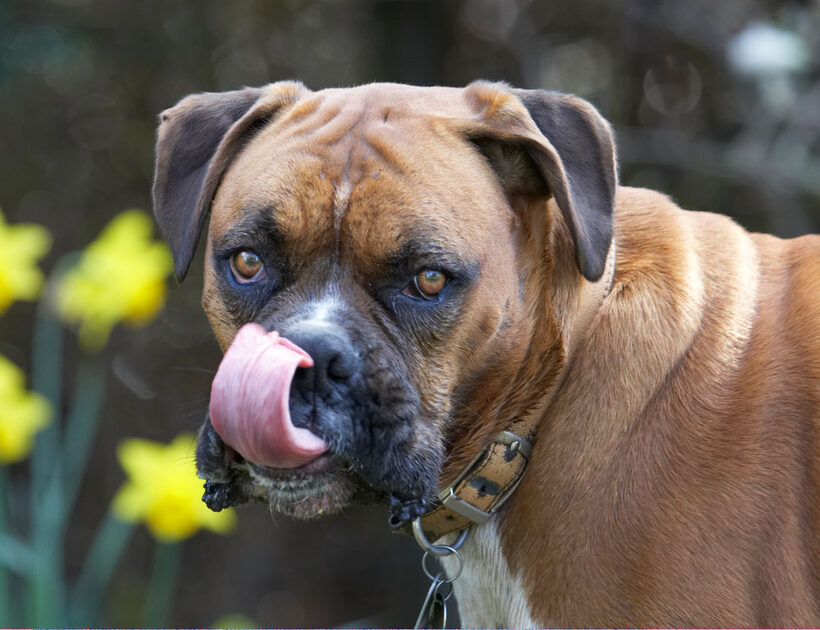 Animal, Animals, Boxer, Boxers, butter, Canine, Canines, Dog, Dogs, Land Mammal, Land Mammals, Nog, Peanut, Play, Playing, Playtime, Terrestrial Mammal, Terrestrial Mammals, Tongue