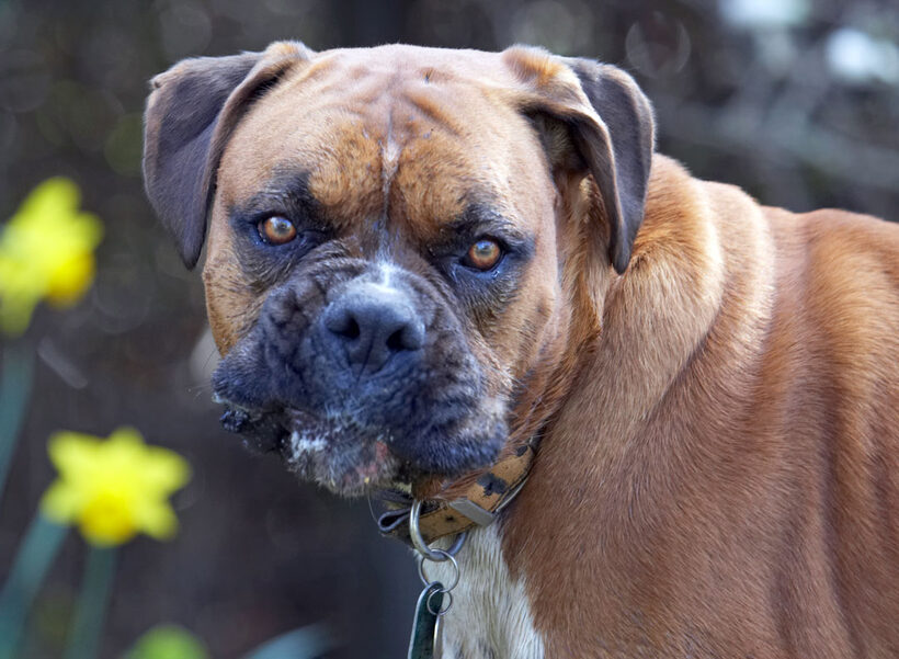 Animal, Animals, Boxer, Boxers, Canine, Canines, Dog, Dogs, Land Mammal, Land Mammals, Nog, peanut butter, Play, Playing, Playtime, Terrestrial Mammal, Terrestrial Mammals