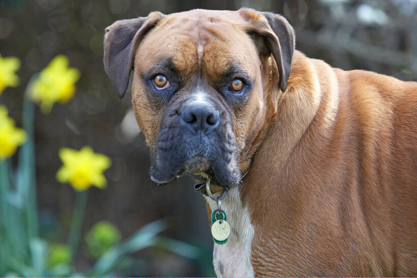 Animal, Animals, Boxer, Boxers, Butter, Canine, Canines, Dog, Dogs, Land Mammal, Land Mammals, Nog, Peanut, Play, Playing, Playtime, Terrestrial Mammal, Terrestrial Mammals