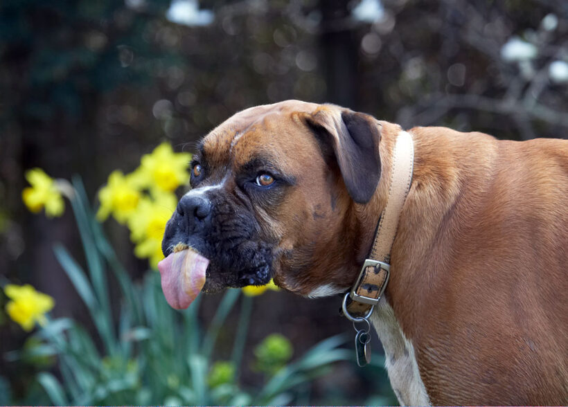 Animal, Animals, Boxer, Boxers, Butter, Canine, Canines, Dog, Dogs, Land Mammal, Land Mammals, Nog, Peanut, Play, Playing, Playtime, Terrestrial Mammal, Terrestrial Mammals, tongue