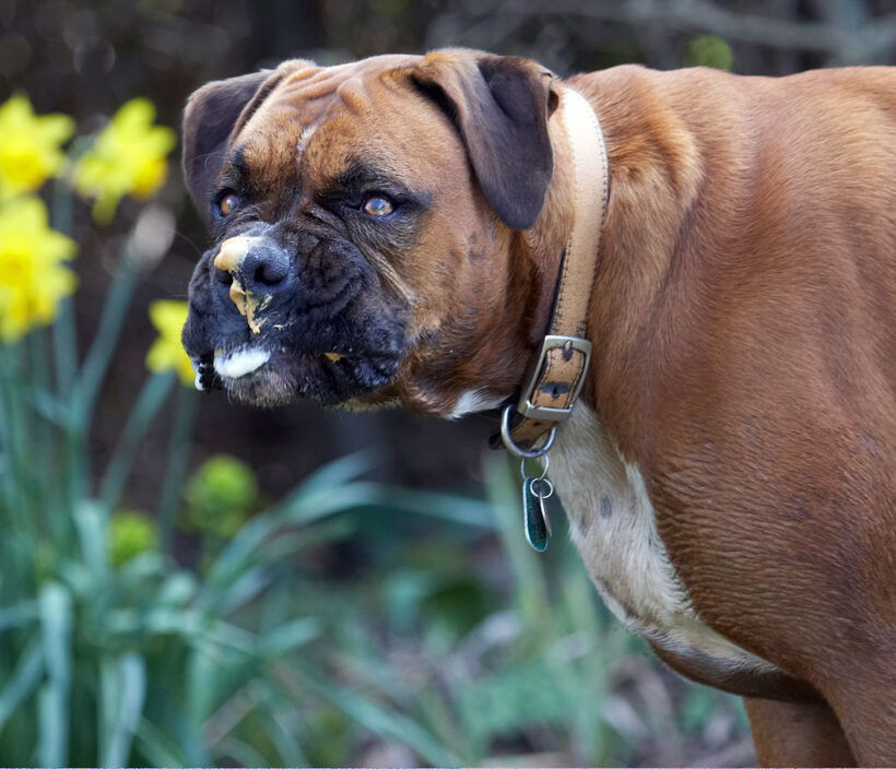 Animal, Animals, Boxer, Boxers, butter, Canine, Canines, Dog, Dogs, Land Mammal, Land Mammals, Nog, Peanut, Play, Playing, Playtime, Terrestrial Mammal, Terrestrial Mammals, Tongue