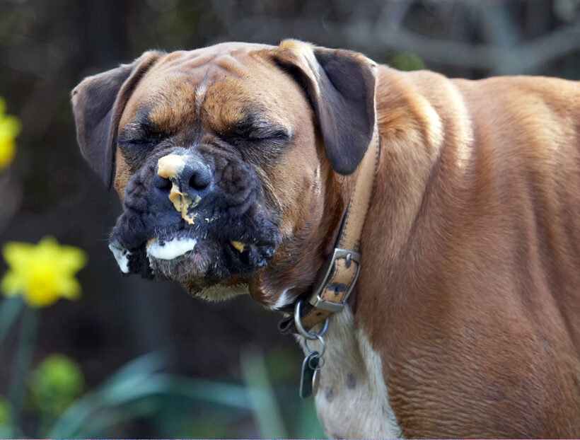 Animal, Animals, Boxer, Boxers, butter, Canine, Canines, Dog, Dogs, Land Mammal, Land Mammals, Nog, Peanut, Play, Playing, Playtime, Terrestrial Mammal, Terrestrial Mammals, Tongue