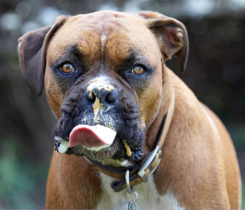 Animal, Animals, Boxer, Boxers, butter, Canine, Canines, Dog, Dogs, Land Mammal, Land Mammals, Nog, Peanut, Play, Playing, Playtime, Terrestrial Mammal, Terrestrial Mammals, Tongue