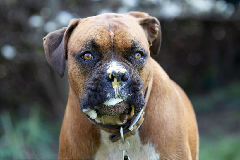 Animal, Animals, Boxer, Boxers, butter, Canine, Canines, Dog, Dogs, Land Mammal, Land Mammals, Nog, Peanut, Play, Playing, Playtime, Terrestrial Mammal, Terrestrial Mammals