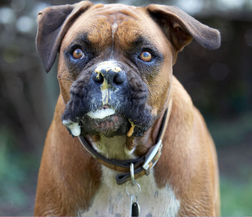 Animal, Animals, Boxer, Boxers, butter, Canine, Canines, Dog, Dogs, Land Mammal, Land Mammals, Nog, Peanut, Play, Playing, Playtime, Terrestrial Mammal, Terrestrial Mammals