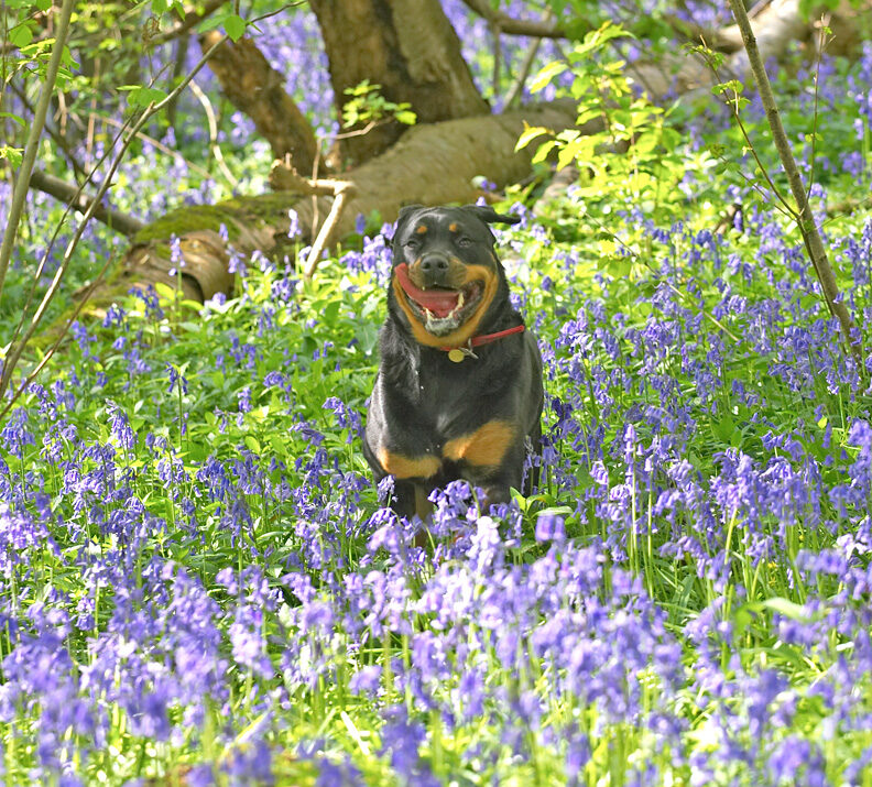 Missy Running Through The Bluebells