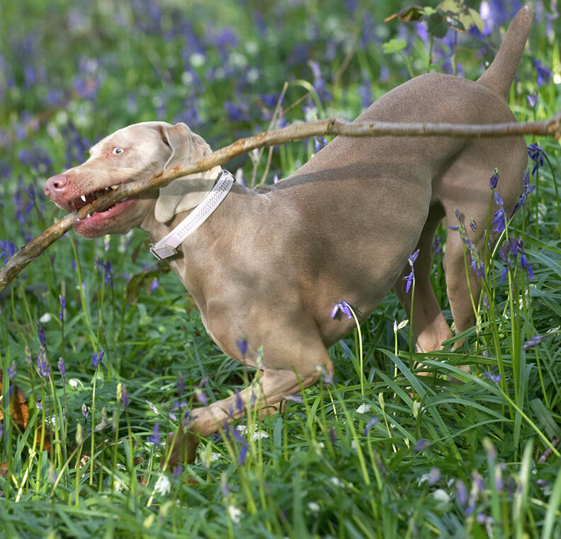 Moon Running With A Large Stick