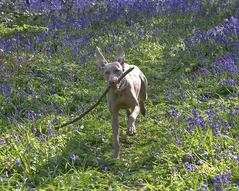 Moon Running With A Stick