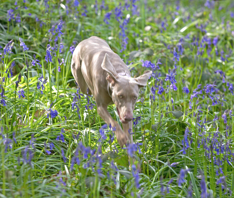 Moon Running Through The Bluebells