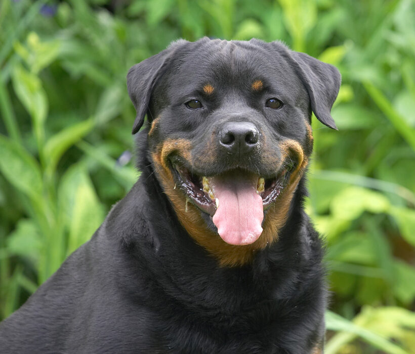 What can I say, I'm just a happy chappie