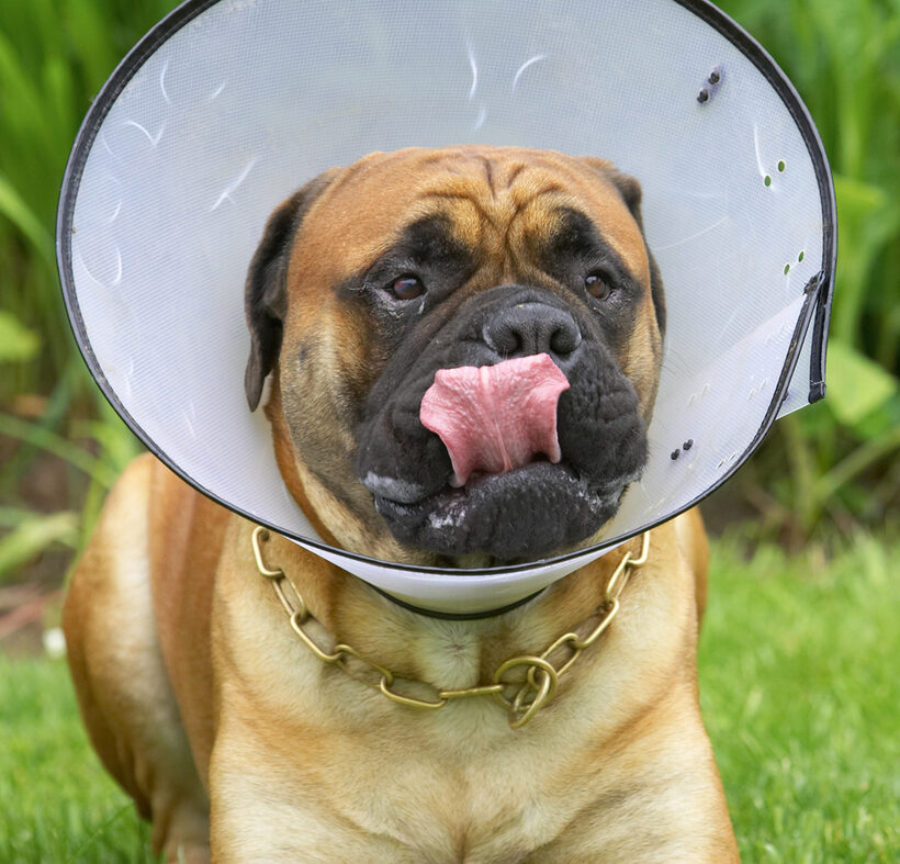 This collar's not gonna stop me eating
