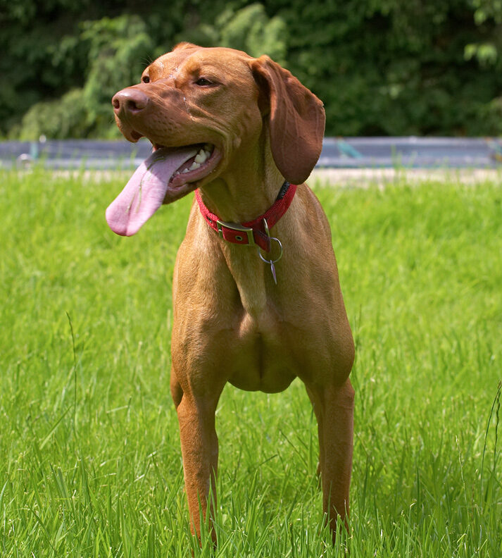 Have you seen the length of my tongue?