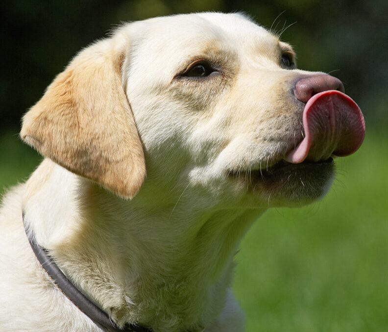 Look, mum, I can reach my nose