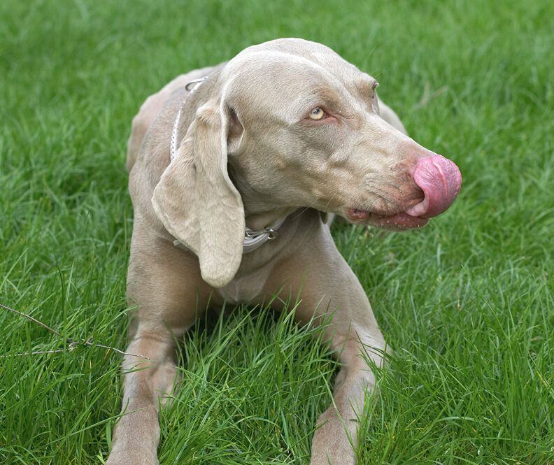 I must get that peanut butter off my nose