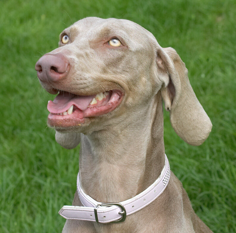 If I smile cutely, will I get more peanut butter?