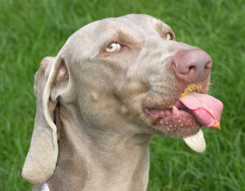 I'm not poking my tongue out at you, I'm getting all that peanut butter
