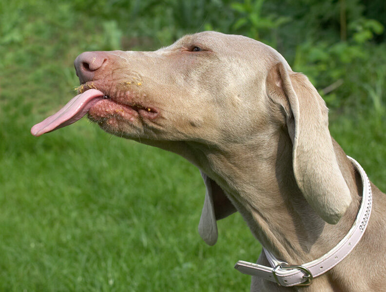 Look how long my tongue is?