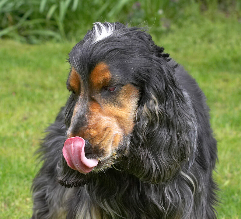 How did that peanut butter get on top of my nose?