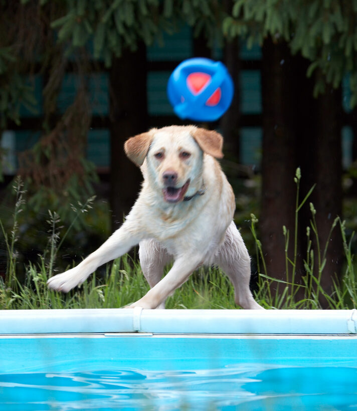 Canines, Playtime, pool, Retrievers, Swim, Swimming, Swimming pool, Terrestrial Mammal, Terrestrial Mammals, Action, Animal, Animals, Ball, Canine, Yuna, Dog, Dogs, Golden Retriever, Land Mammal, Land Mammals, Play, Playing