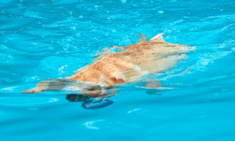 Animal, Animals, ball, Canine, Canines, Dog, Dogs, Golden Retriever, Land Mammal, Land Mammals, Play, Playing, Playtime, Pool, Retrievers, Swim, Swimming, Swimming pool, Terrestrial Mammal, Terrestrial Mammals, Yuna