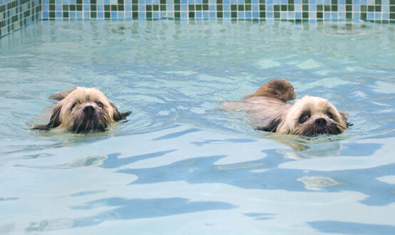 Dog, Dogs, Monty, Pool, Swimming, Trigger