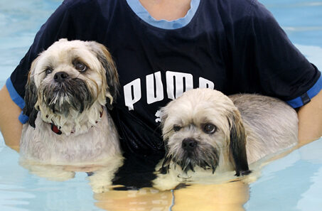 Dog, Dogs, Monty, Pool, Swimming, Trigger