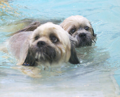 Dog, Dogs, Monty, Pool, Swimming, Trigger