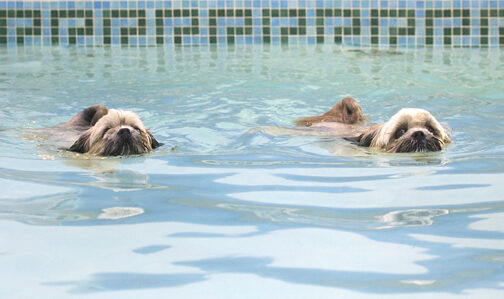 Dog, Dogs, Monty, Pool, Swimming, Trigger