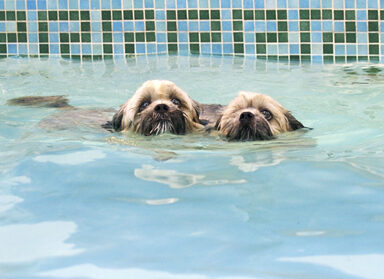 Dog, Dogs, Monty, Pool, Swimming, Trigger