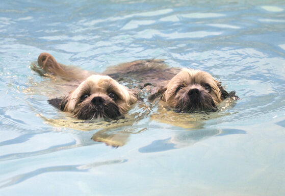 Dog, Dogs, Monty, Pool, Swimming, Trigger