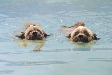 Dog, Dogs, Monty, Pool, Swimming, Trigger