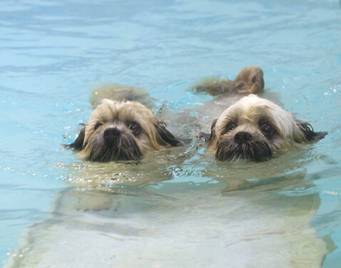 Dog, Dogs, Monty, Pool, Swimming, Trigger