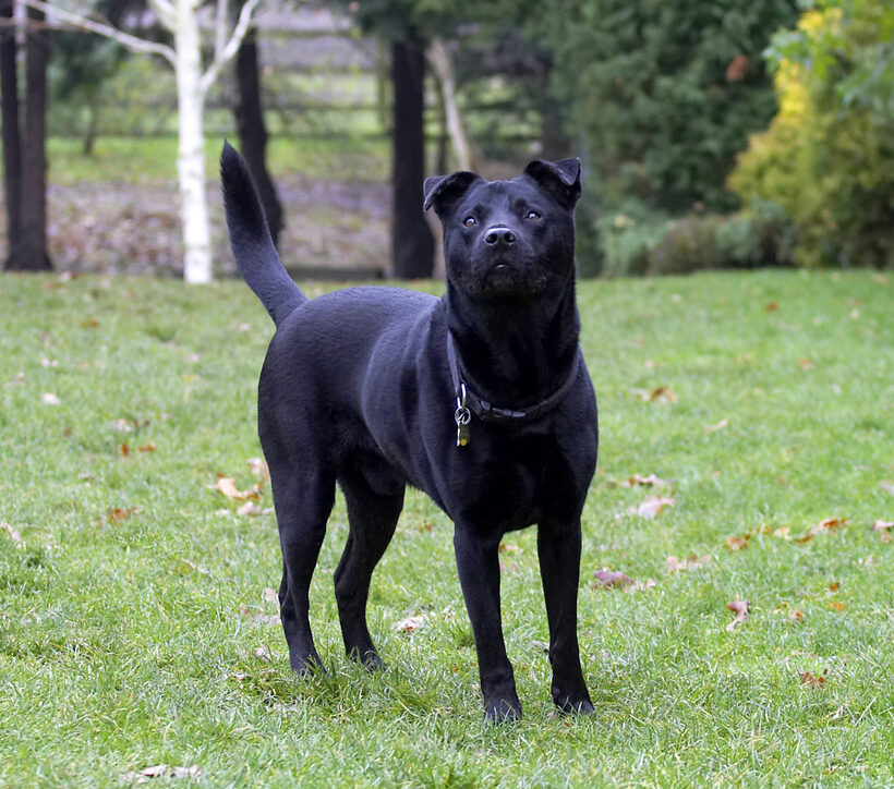 Charlie, Chow, Dog, Dogs, Labrador