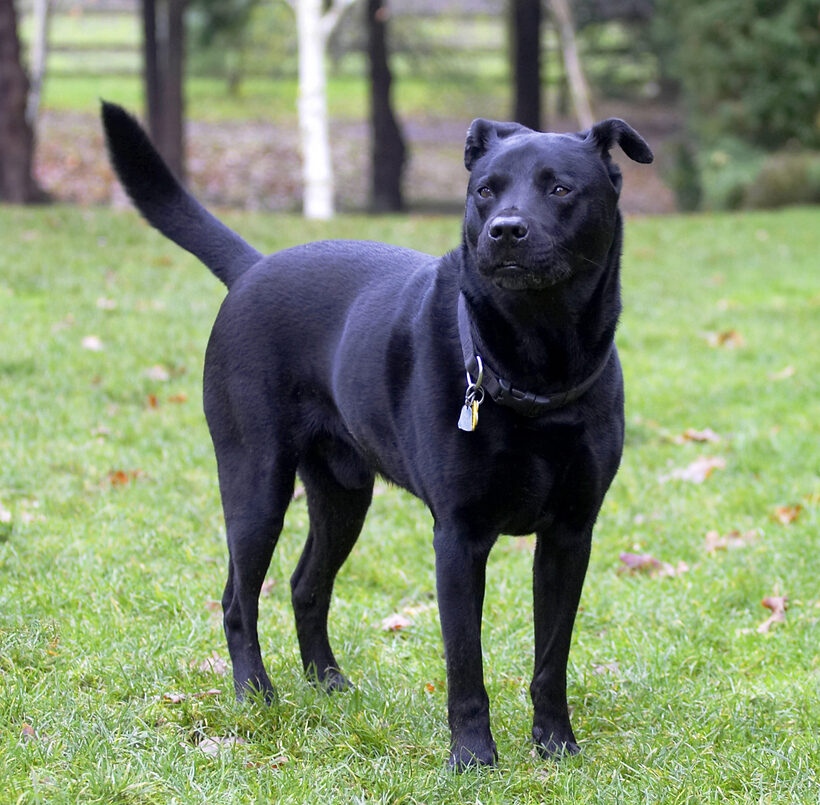 Charlie, Chow, Dog, Dogs, Labrador
