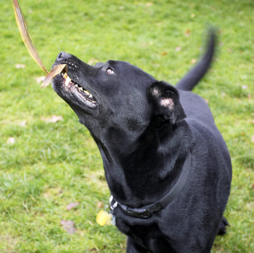 Charlie, Chow, Dog, Dogs, Labrador, Playing, Tug-o-war
