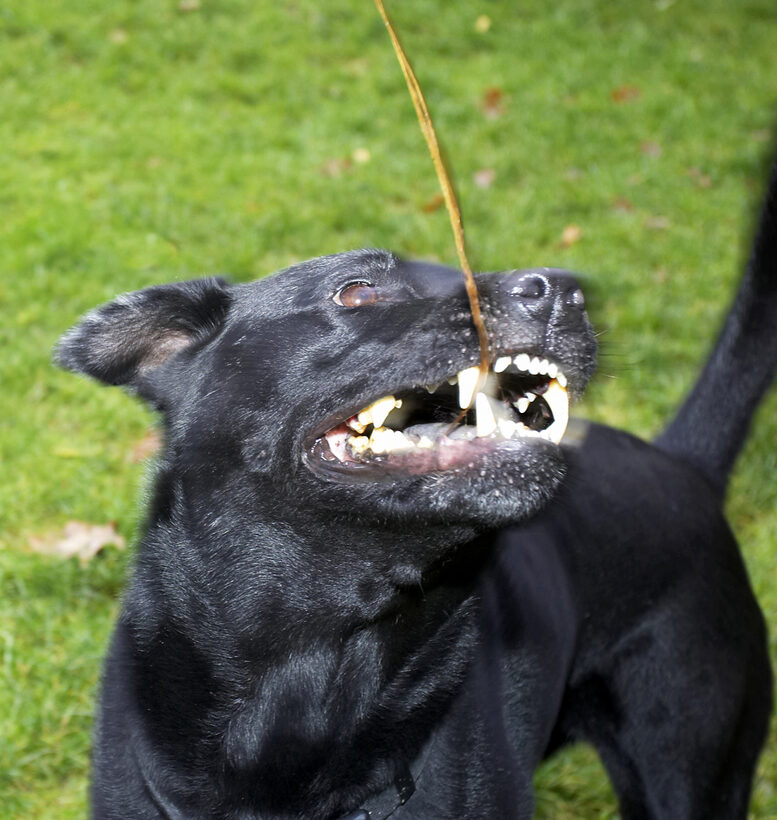 Charlie, Chow, Dog, Dogs, Labrador, Playing, Tug-o-war